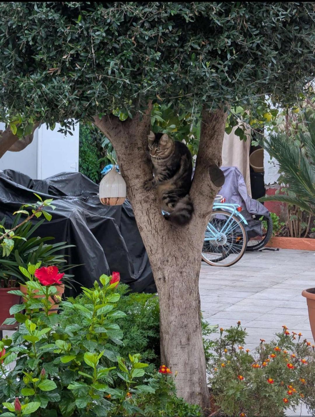 Tipico Y Pintoresco Patio De Vecinos, Con Encanto Севиля Екстериор снимка